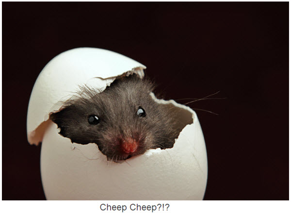 El único huevo que tiene el ratón...