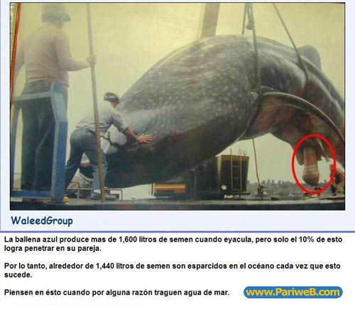 chatdemiradordemontepinarpegatusinturaconmigo