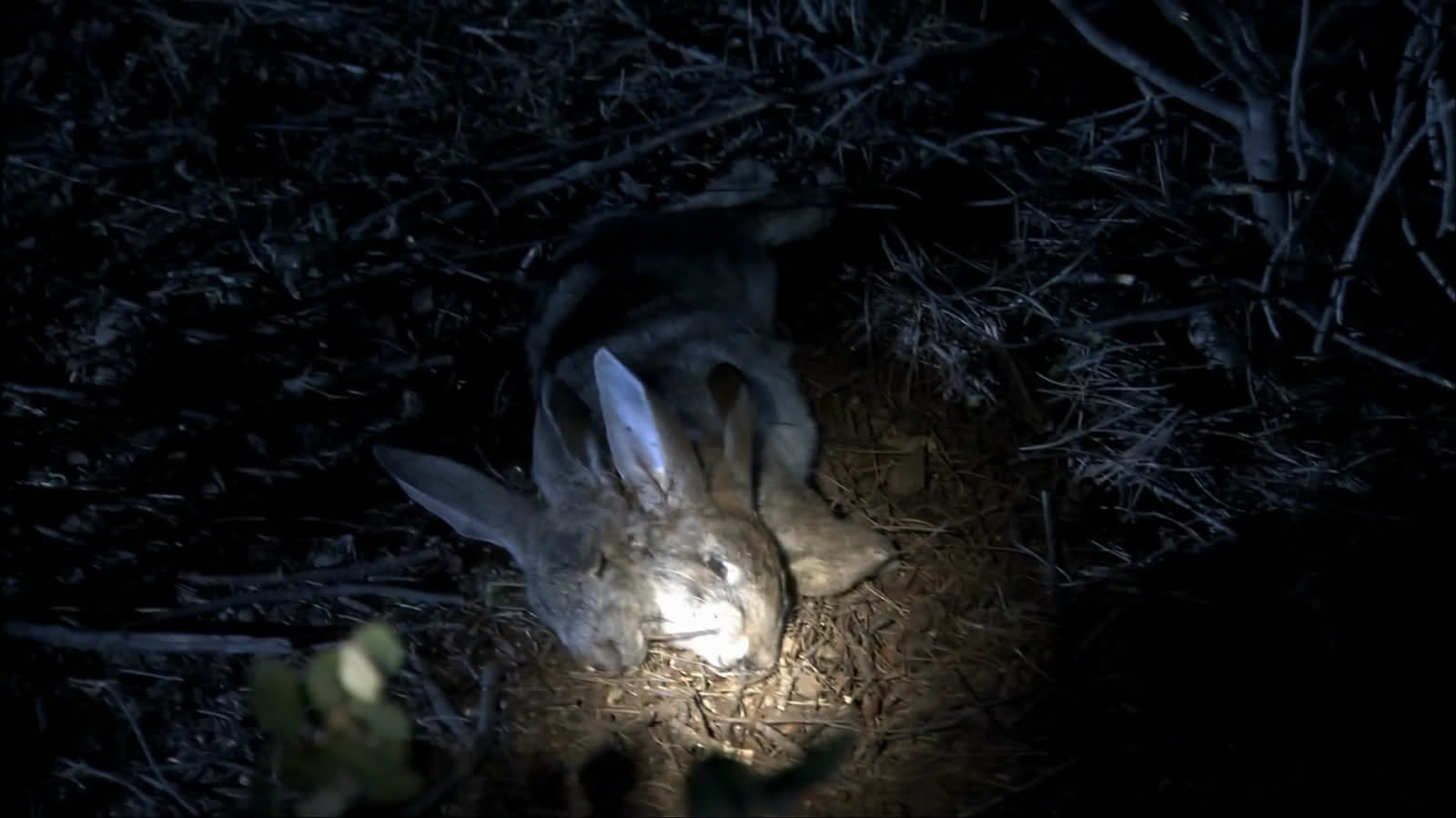 imagenesdeelinternadoenaltadefinicion1080p169-capturasanadidas