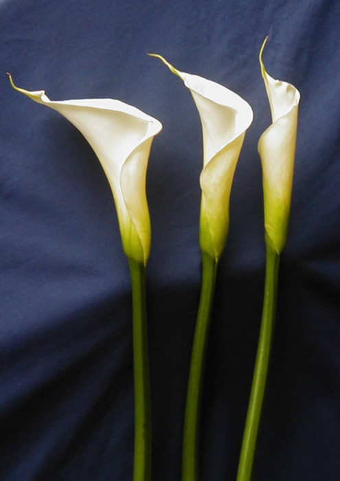 parafarmaciaeayotrosmenesteres
