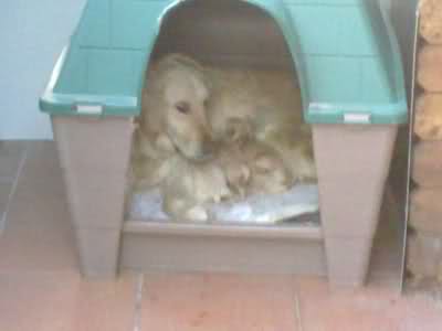 parafarmaciaeayotrosmenesteres