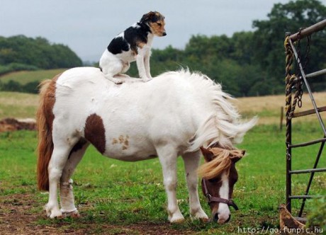 amablefotoscualquiercosaanimalesyhombres