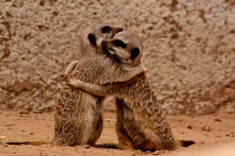 amablefotoscualquiercosaanimalesyhombres