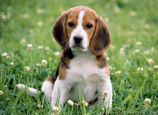 amablefotoscualquiercosaanimalesyhombres
