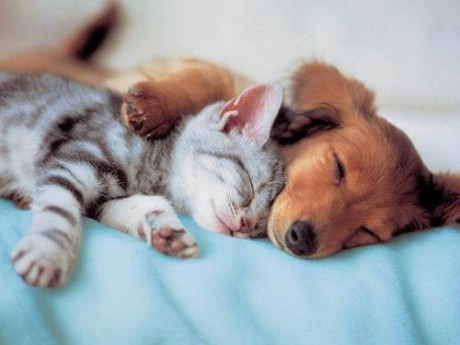 amablefotoscualquiercosaanimalesyhombres